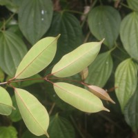 Cleghornia acuminata Wight